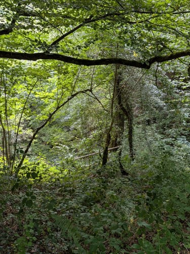 Dortebachtal