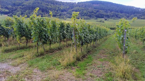 Von Trier nach Trittenheim