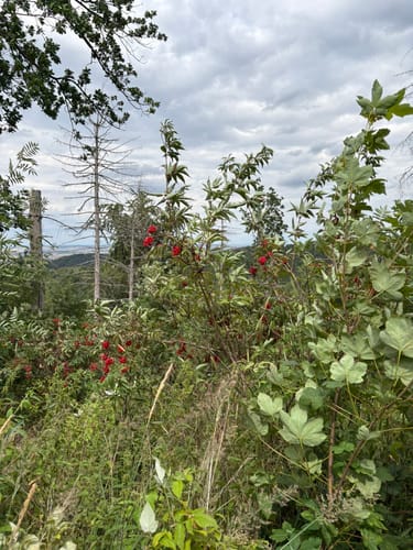 Wernigerode - Kaiserturm