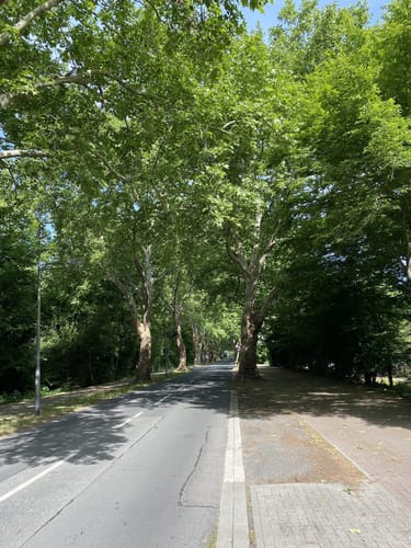 Rund um den Weiher nach Oppau