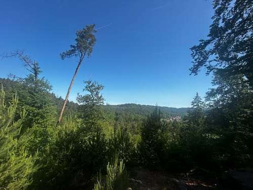 Altschloßpfad (Premiumwanderweg)