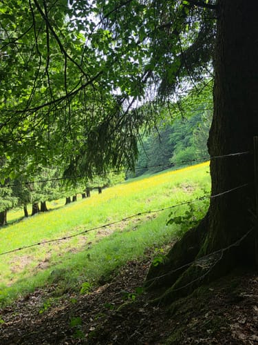 Dedenborn - Rur Rundwanderung