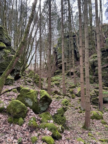 Holsthum - Ferschweiler (Naturpark Südeifel Wanderweg Nr. 58)