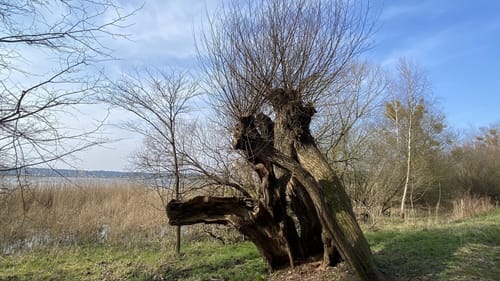Rund um den Feisnecksee