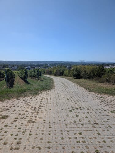 Durch die Weinberge zur Bubenhäuser Höhe