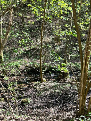 Hohe Loog, Kalmit und Hohberg Rundweg ab Neustadt