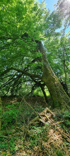 Bliesgau Tafeltour (Premiumwanderweg)