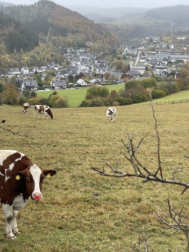 Willingen W8