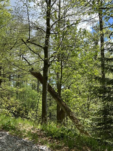 Rachelrundweg