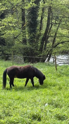 Felspassagen an der Rur