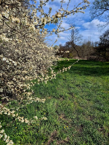 Blies-Grenz-Weg (Premiumwanderweg)