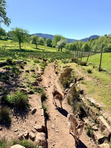 Maisacher Turmsteig