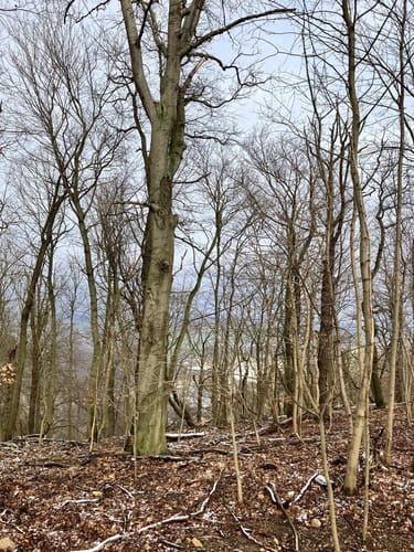 La Viershöhe, Prinzensicht, Bodetalblick
