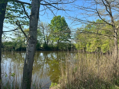 Entlang den Rheinauen