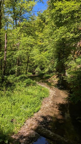 Gauchachschlucht (Genießerpfad)