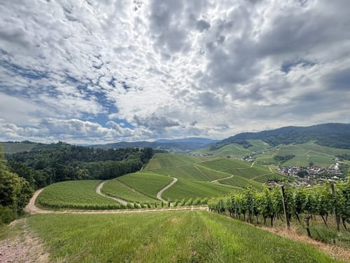 Durbacher Weinpanorama (Premiumwanderweg)