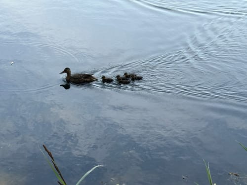 Um Nettebruch und Breyeller See