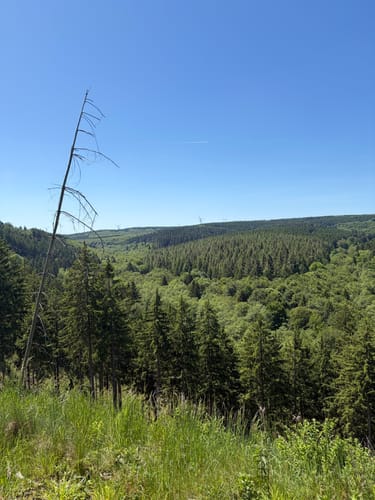 Biberweg (05)