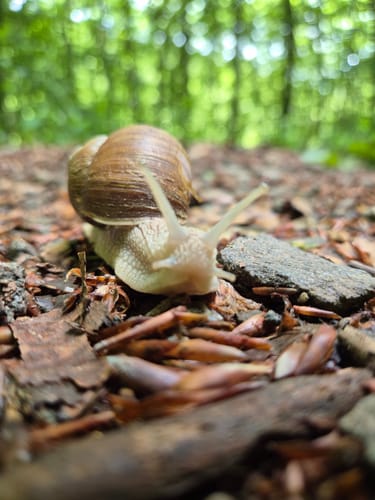 Ensheimer Brunnenweg (Premiumwanderweg)