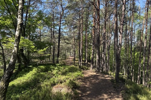 Busenberger Holzschuhpfad (Premiumwanderweg)