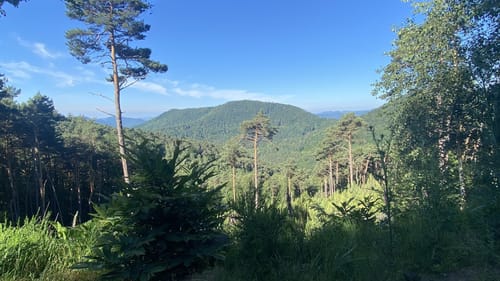 Pfälzer Hüttentour (Premiumwanderweg)