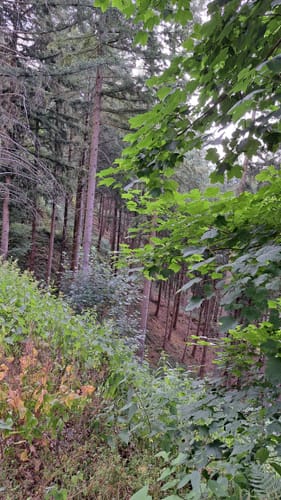 Monschau-Rurtal-Rundweg 35