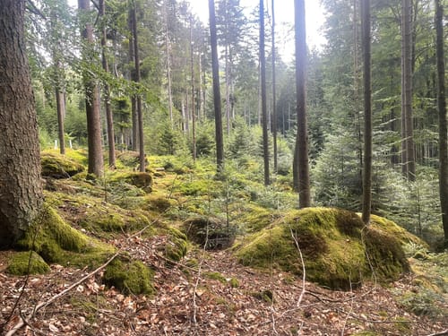 Rimbach - Burgruine Lichteneck