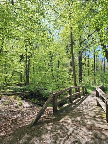 Große Runde im Hasbruch
