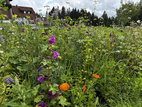 Kniebiser Heimatpfad (Genießerpfad)