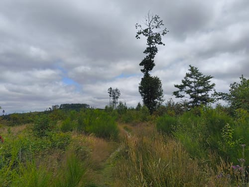 Rundwanderweg Waldenburg