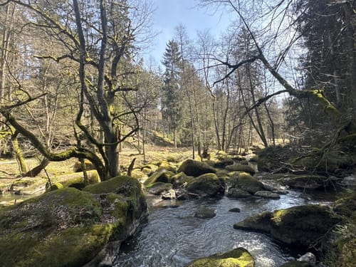 Uferpfad-Runde Waldnaabtal (lang)