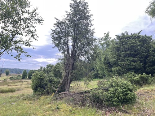 Rundwanderweg Oberhaverbeck O3