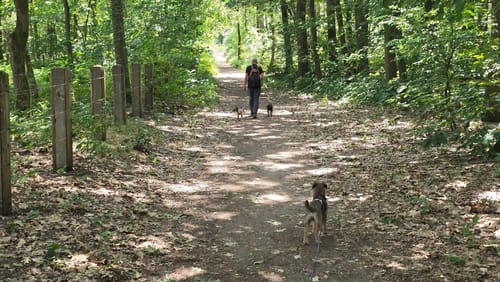 Westruper Heide und Halterner Stausee Rundweg