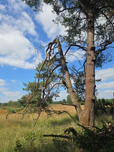 Westruper Heide und Halterner Stausee Rundweg