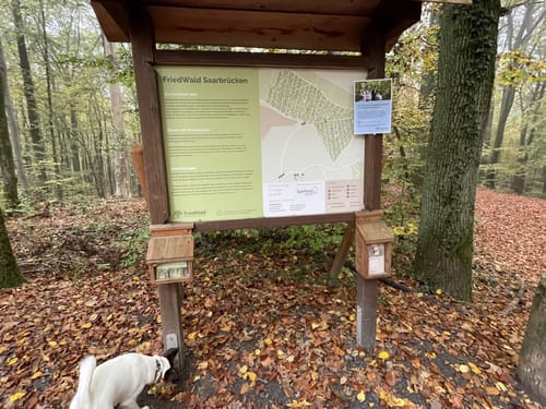 Urwald Tour (Premiumwanderweg)