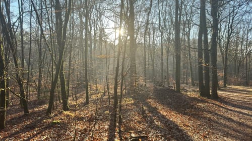 Altschloßpfad (Premiumwanderweg)