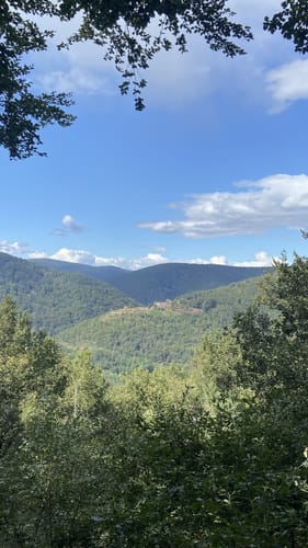 Zigeunerfelsen - Nollenkopf - Hohe Loog
