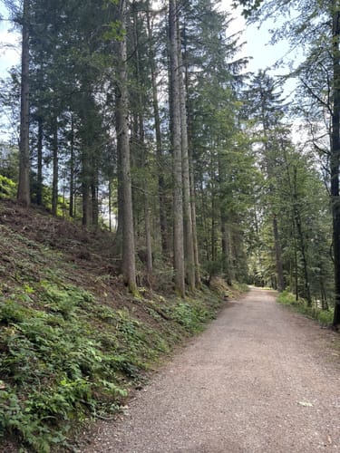 Tannenriesen (Premiumwanderweg)