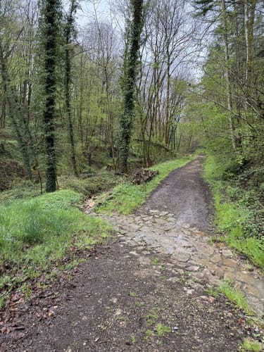 Naturpark Südeifel Wanderweg Nr. 53 - Ernzen