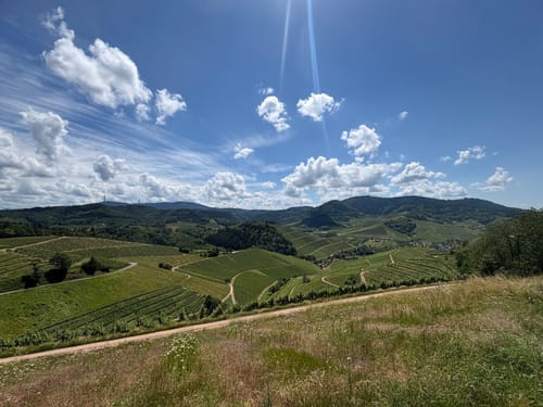 Durbacher Weinpanorama (Premiumwanderweg)