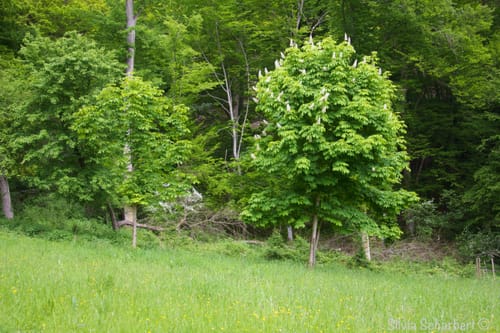 Rund um den Hinterwald