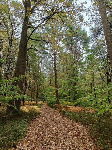 Von Neuwiedenthal nach Meckelfeld