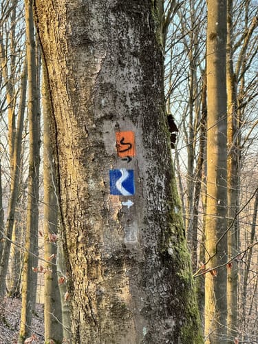 Traumhafte Siebengebirgsrunde mit Löwenburg und Drachenfels