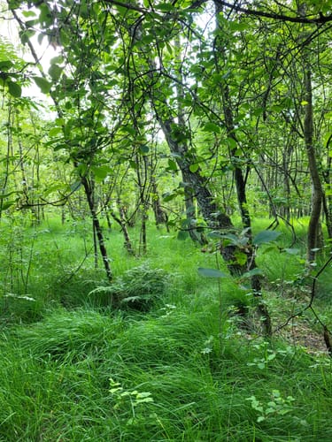 Ohlstedt - Wohldorfer Wald - Duvenstedter Brook