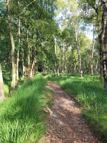 Ohlstedt - Wohldorfer Wald - Duvenstedter Brook