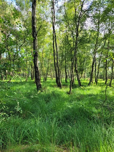 Ohlstedt - Wohldorfer Wald - Duvenstedter Brook