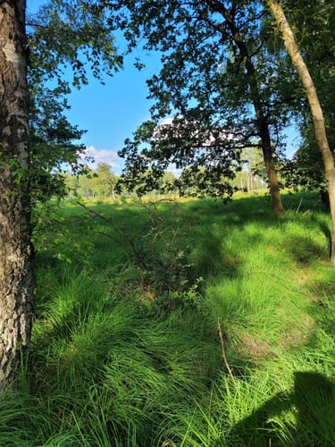 Ohlstedt - Wohldorfer Wald - Duvenstedter Brook