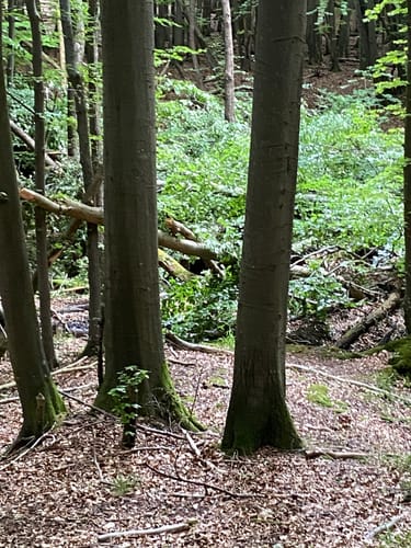Hagen und Kollicker Ort
