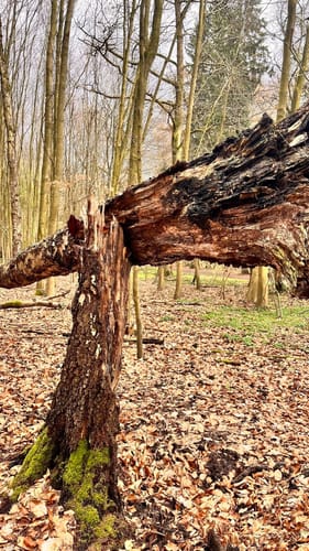 Aaper Wald A2