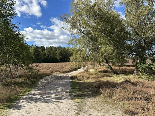 Südheide 'Sagenhafte Sicht im Elfenland' W4m (mittlere Tour)
